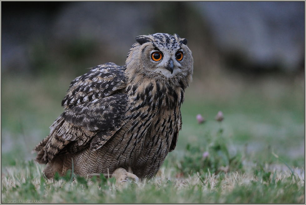 Jäger der Nacht... Europäischer Uhu *Bubo bubo*
