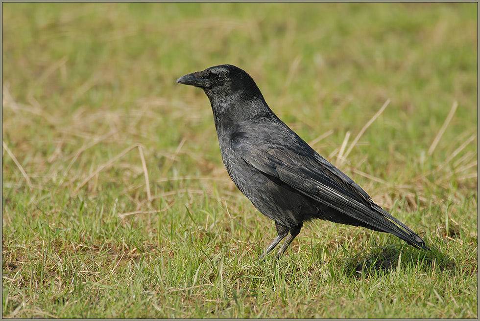 im Gras... Rabenkrähe *Corvus corone*