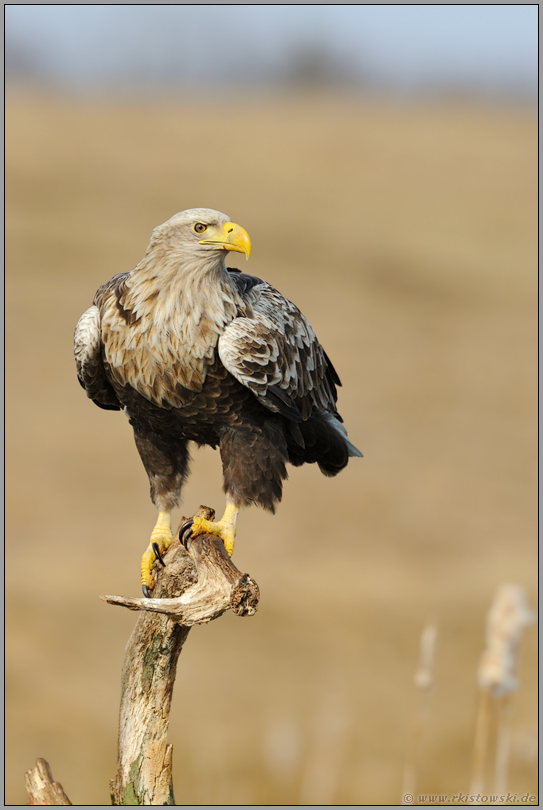 angespannt... Seeadler *Haliaeetus albicilla*