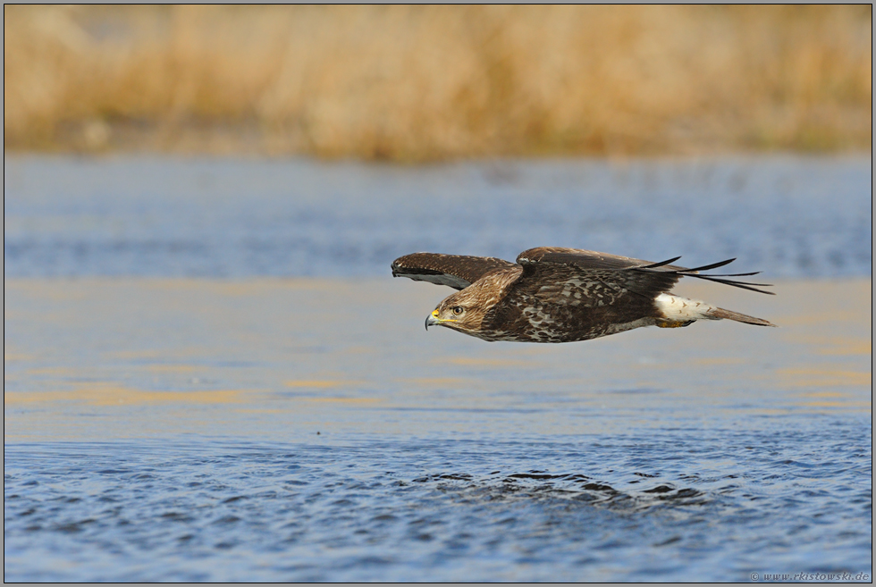 über'm Wasser... Mäusebussard *Buteo buteo*