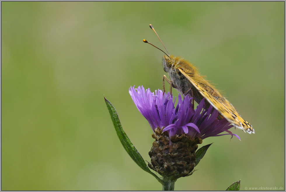 Sonne tanken... Großer Perlmutterfalter *Argynnis aglaja*
