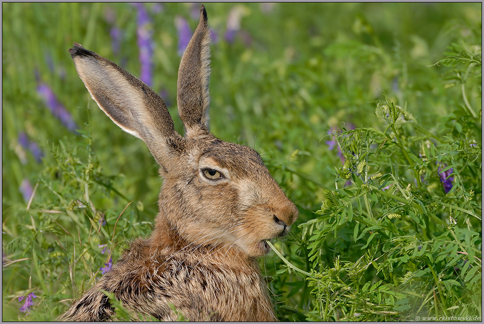 genußvoll... Feldhase *Lepus europaeus*
