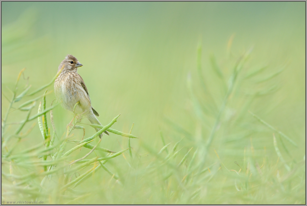 im Raps... Bluthänfling *Carduelis cannabina*
