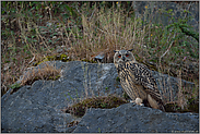 große Füße, kleine Ohren... Europäischer Uhu *Bubo bubo* in der Felswand