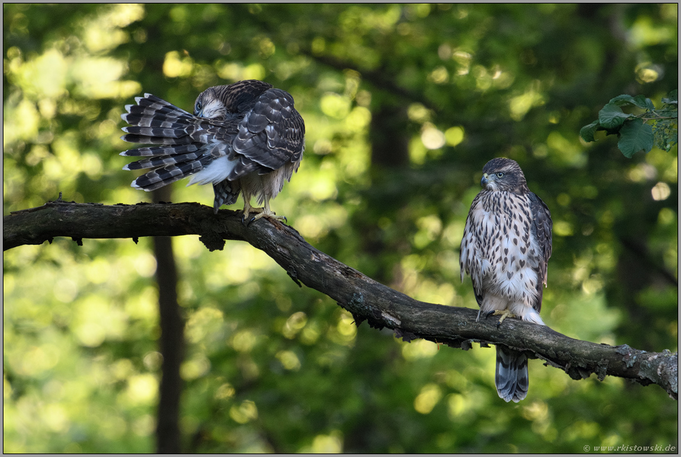 Gefiederpflege... Habicht *Accipiter gentilis*, zwei junge Habichte auf einem morschen Querast im Wald