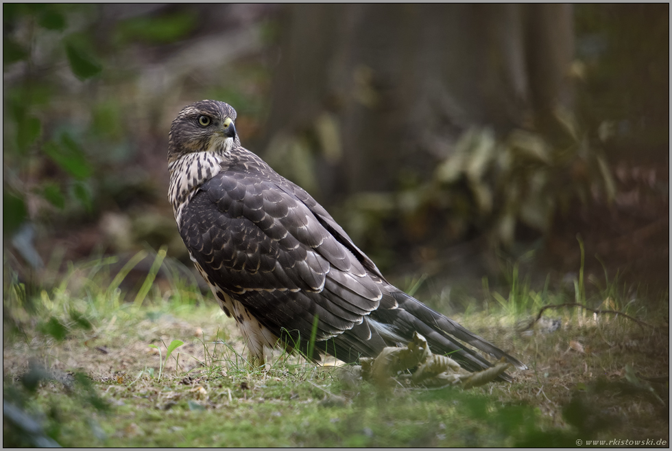 der Blick zurück... Habicht *Accipiter gentilis*, flügger Jungvogel, Rothabicht am Boden im Wald