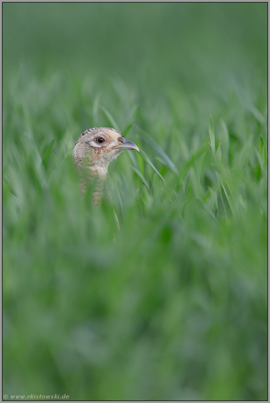 ein kurzer Blick... Jagdfasan * Phasianus colchicus *, Fasanenhenne versteckt sich im wachsenden Getreidefeld, im Winterweizen, schaut heraus, sichert