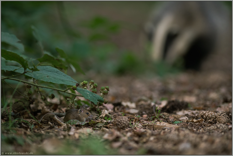 gefährliches Spiel... Waldmaus *Apodemus sylvaticus* versteckt sich unter Brombeeren vor einem Dachs