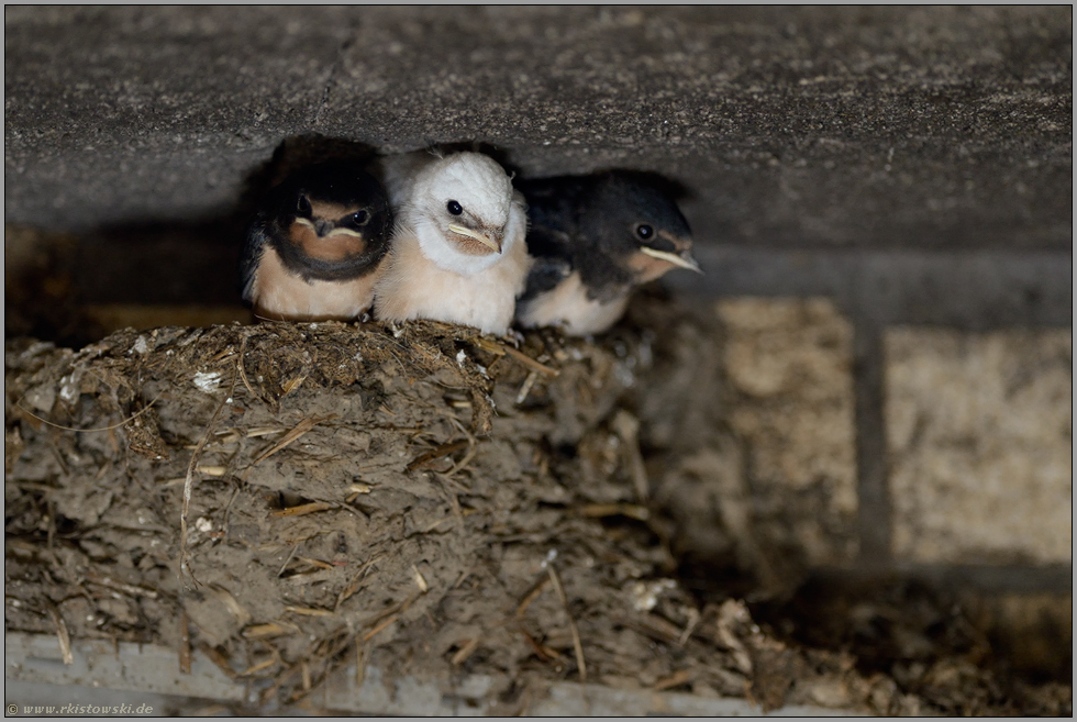 Seltenheit im Nest... Rauchschwalbe *Hirundo rustica*, Jungvögel, leuzistische Rauchschwalbe gemeinsam mit normal gefärbten Geschwistern