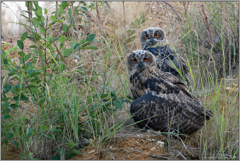 Geschwister... Europäischer Uhu *Bubo bubo*