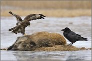 Mäusebussard... Kolkrabe *Corvus corax *