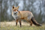 beobachtend... Rotfuchs *Vulpes vulpes*
