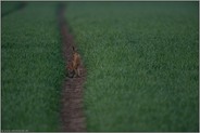 der Weizen spießt... Feldhase *Lepus europaeus*