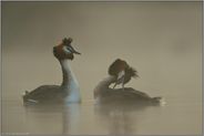 Erregung... Haubentaucher *Podiceps cristatus*