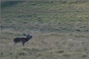 in der Ferne... Rothirsch *Cervus elaphus*