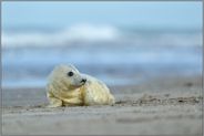 in der kalten Jahreszeit... Kegelrobbe *Halichoerus grypus*