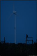 Gefährdungspotential Windkraft... Europäischer Uhu *Bubo bubo*