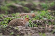schlechtes Wetter... Rebhühner *Perdix perdix*