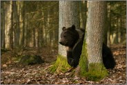 unterwegs... Europäischer Braunbär *Ursus arctos* streift durch den Lebensraum