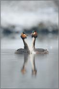Balzrituale... Haubentaucher *Podiceps cristatus* balzen bei Schneefall