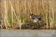 Nistverhalten... Haubentaucher *Podiceps cristatus*