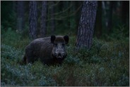 starker Keiler... Wildschwein *Sus scrofa* spätabends in der Dämmerung