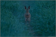 Frühaufsteher... Feldhase *Lepus europaeus*