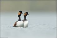 gemeinsam sind wir stark... Schwarzhalstaucher *Podiceps nigricollis* beim Hochzeitstanz