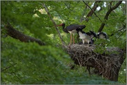 stets in Eile... Schwarzstorch *Ciconia nigra*, Altvogel am Horst