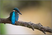 Rückenblick... Eisvogel *Alcedo atthis*, frisch ausgeflogener Jungvogel