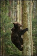 guter Kletterer... Europäischer Braunbär *Ursus arctos*, junger Bär klettert auf einen Baum