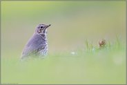 umblickend... Singdrossel *Turdus philomelos* am Boden