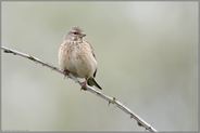 das Weibchen... Bluthänfling *Carduelis cannabina* sitzt auf einer mit Dornen bewehrten Ranke