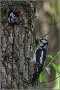 an der Bruthöhle... Buntspecht *Dendrocopos major*, Altvogel gemeinsam mit Jungvogel