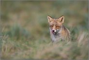Appetit... Rotfuchs *Vulpes vulpes* schleckt sich das Maul