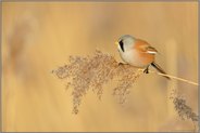 auf einem Schilfhalm sitzend... Bartmeise  *Panurus biarmicus * frisst von den Samen einer Schilfrispe