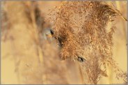 verborgen im Schilf... Bartmeise  *Panurus biarmicus * frisst von den Samen einer Schilfrispe