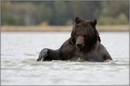 verspielt... Europäischer Braunbär *Ursus arctos* vergnügt sich im Wasser