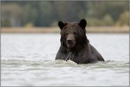 im Wasser... Europäischer Braunbär *Ursus arctos* beim Bad im See