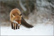 listiger Blick... Rotfuchs *Vulpes vulpes* unterwegs im Schnee