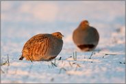 Abendlicht... Rebühner *Perdix perdix*, Pärchen im Schnee