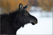 Junior... Elch *Alces alces*, junger Elch, Jungtier