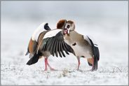 Streithähne... Nilgans *Alopochen aegyptiacus*, Auseinandersetzung zwischen Nilgänsen im Schnee