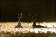 frühes Licht... Haubentaucher *Podiceps cristatus* im stimmungsvollen Gegenlicht während der Balz
