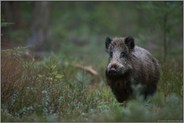 in der Dämmerung... Wildschwein *Sus scrofa* im Unterholz