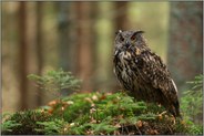 im Wald... Europäischer Uhu *Bubo bubo* sitzt auf leicht erhöhter natürlicher Sitzwarte im Wald