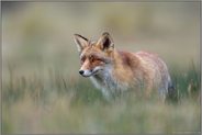 in der Senke... Rotfuchs *Vulpes vulpes*