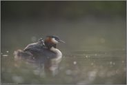 Licht und Nebel... Haubentaucher *Podiceps cristatus* mit Jungvögeln auf dem Rücken