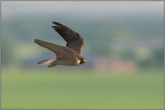 hoch in der Luft... Wanderfalke *Falco peregrinus* über bäuerlicher Kulturlandschaft, Wildvogel