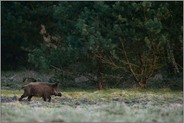 am Wildacker... Wildschwein *Sus scrofa* läuft auf der Suche nach Nahrung den Waldrand entlang